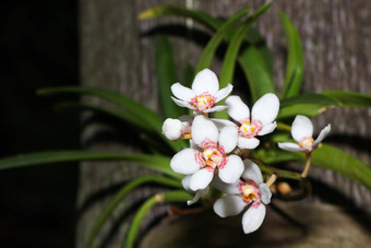 小白色开花兰花棕榈树万达