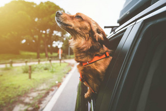 达克斯猎犬狗骑车车窗口快乐狗享受生活狗路旅行冒险