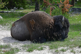 野牛休息黄石公园国家公园