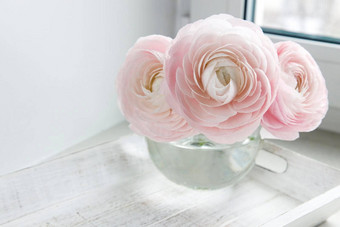 苍白的粉红色的毛茛属植物透明的轮花瓶白色窗台上复制空间的地方文本