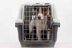 杰克罗素梗狗内部笼子里安全运输宠物旅行盒子