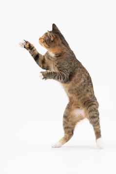 猫戏剧跳跃站后腿玩猫平衡身体维护平衡