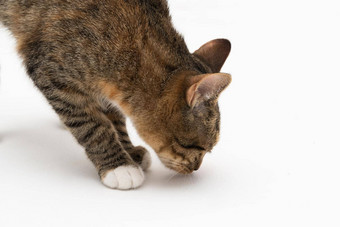 猫闻起来气味决定气味还记得猫感觉引领最喜欢的对待