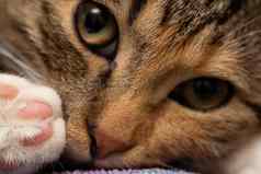 特写镜头拍摄she-cat说谎床上眼睛宽开放开放眼睛甜蜜的鼻子垫小猫的回来爪子