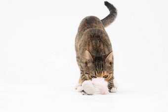 猫嗅探最喜欢的玩具检查猫长尾巴指出耳朵
