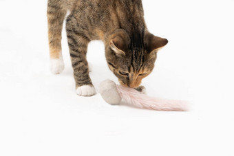 猫嗅探最喜欢的玩具检查猫长尾巴指出耳朵