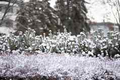 白雪覆盖的冻植物冬天早....