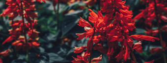 横幅真正的摘要自然照片背景红色的鼠尾草Splendens草本常年宏关闭床上用品边花植物花序花瓣布鲁姆植物研究花园护理夏天晚上