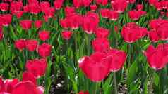 红色的勃艮第郁金香影响风开放空间公园概念问候卡情人节一天母亲一天国际女人的一天花交付