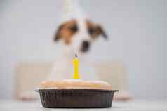 狗帽吹蜡烛数量白色背景杰克罗素梗庆祝生日