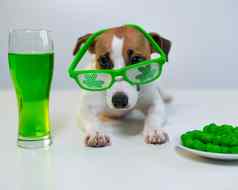 狗杯子绿色啤酒上釉坚果有趣的眼镜白色背景杰克罗素梗庆祝帕特里克的一天