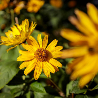 向日葵波西弗洛鲁斯被称为僵硬的向日葵北美国植物物种向日葵家庭广场框架