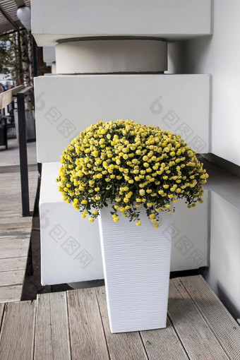 黄色的布什轮菊花种植<strong>长高</strong>塑料盒子入口建筑