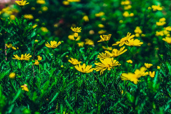 真正的摘要自然美照片背景很多明亮的黄色的绿色洋甘菊草花小布鲁姆草地花夏天太阳温暖的一天植物护理宏关闭花序花瓣布鲁姆