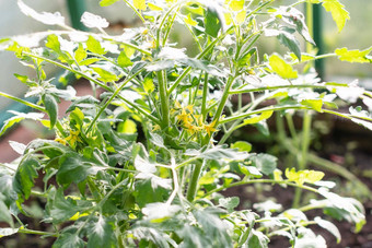 番茄豆芽温室<strong>发芽</strong>番茄盆栽番茄幼苗春天幼苗园艺日益增长的西红柿年轻的<strong>发芽</strong>温室日益增长的植物小黄色的花