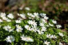 美丽的白色花海葵春天森林特写镜头阳光自然春天森林景观开花樱草盛开的木海葵早期春天