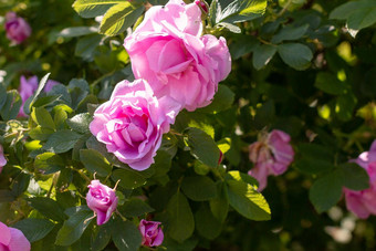 粉红色的玫瑰花玫瑰果布什夏天花园会玫瑰日益增长的自然野生玫瑰盛开的自然环境春天阳光明媚的夏天一天快乐母亲一天卡