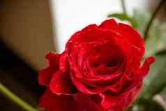 单红色的玫瑰水滴白色木背景Copyspace爱浪漫婚礼生日概念问候卡快乐母亲一天美丽的黑暗红色的玫瑰母亲的一天概念