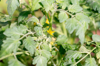 <strong>番茄</strong>豆芽温室发芽<strong>番茄</strong>盆栽<strong>番茄</strong>幼苗春天幼苗园艺日益增长的西红柿年轻的发芽温室日益增长的植物<strong>小黄色</strong>的花