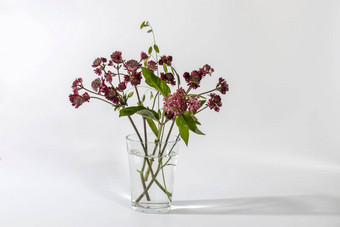 花束粉红色的阿斯特兰特野生草本植物透明的花瓶白色背景