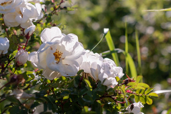 花犬蔷薇玫瑰果日益增长的自然白色野生玫瑰盛开的自然环境春天阳光明媚的夏天一天美丽的盛开的玫瑰布什