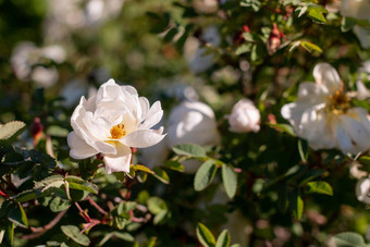 白色美丽的盛开的野生玫瑰布什狗玫瑰玫瑰果日益增长的自然野生玫瑰盛开的自然环境春天阳光明媚的夏天一天