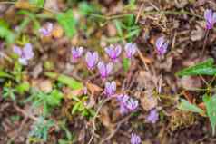 宏图像春天淡紫色紫罗兰色的花摘要软花背景