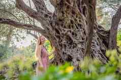 女人旅游年橄榄树正在尝试maslina布德瓦黑山共和国认为最古老的树欧洲旅游吸引力背景门的内哥罗山欧洲