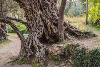 年橄榄树正在尝试maslina布德瓦黑山共和国认为最古老的树欧洲旅游吸引力背景门的内哥罗山欧洲