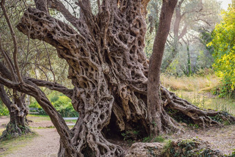 年橄榄树正在尝试maslina布德瓦黑山共和国认为最古老的树<strong>欧洲</strong>旅<strong>游</strong>吸引力背景门的内哥罗山<strong>欧洲</strong>