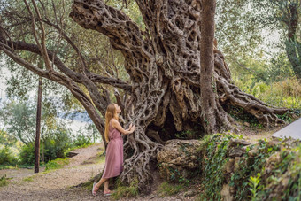 女人<strong>旅游</strong>年橄榄树正在尝试maslina布德瓦黑山共和国认为最古老的树欧洲<strong>旅游</strong>吸引力背景门的内哥罗山欧洲