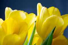 美丽的黄色的花束郁金香春天祝贺你假期
