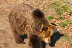 视图大棕色（的）熊森林野生动物