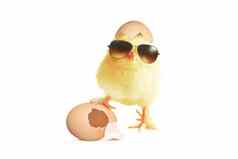 有趣的可爱的婴儿小鸡太阳镜鸡蛋