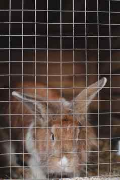 国内农场兔子笼子里动物农场牲畜食物动物笼子里关闭宠物兔子内部厨繁殖国内兔子