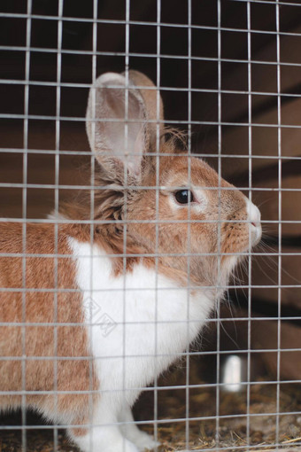 国内农场兔子笼子里动物农场牲畜食物动物笼子里关闭宠物兔子内部厨繁殖国内兔子