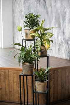 类型花叶万年青属Terracotta锅特殊的植物站背景木讲台上室内灰色的墙