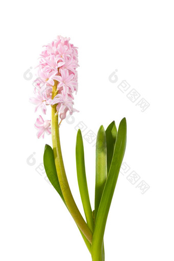 风信子植物粉红色的花灯泡根白色背景
