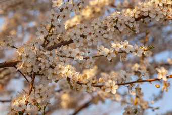 <strong>李子树花</strong>细节