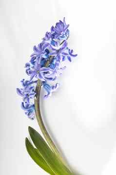 风信子植物蓝色的花灯泡根白色背景