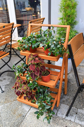 杜鹃花锦紫苏Terracotta锅植物站入口户外咖啡馆装饰