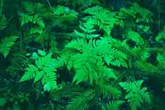 蕨类植物叶子横幅景观蕨类植物植物森林新鲜的绿色热带树叶有机自然背景热带雨林丛林景观绿色植物自然壁纸
