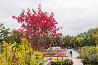 红色的叶子伏牛花黄色的灌木<strong>菊</strong>花秋天特维尔科伊大道