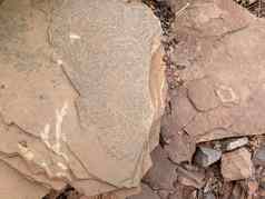 砂岩痕迹植物化石遗迹古老的植物砂岩板