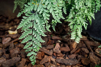 zealandia脓疱同义词<strong>微粒体</strong>脓疱物种蕨类植物家庭水龙骨科