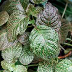 fittonia白化病物种开花植物家庭爵床科本地的热带雨林哥伦比亚秘鲁玻利维亚厄瓜多尔北部巴西
