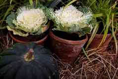 观赏白色芸苔属植物卷心菜大绿色南瓜装饰农场摊位