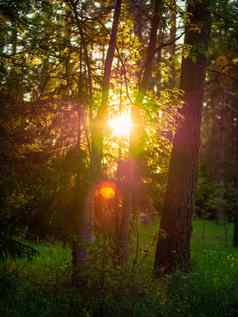 树木繁茂的森林树背光金阳光日落太阳射线倒树照明树分支机构