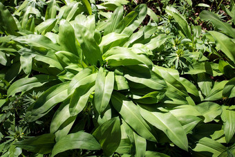 葱属植物熊果野生大蒜野生牛皮草熊葱硬麻布阔叶大蒜木大蒜熊似乎贝尔斯登的大蒜