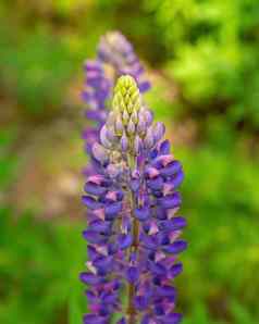 色彩斑斓的蓝色的紫色的色彩斑斓的充满活力的羽扇豆野花散景模糊背景